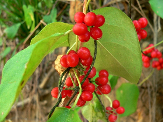 {Cocculus carolinus}